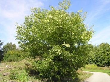 Zürgelbaum Keltisches Baumhoroskop
