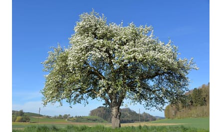Apfelbaum Baumhoroskop