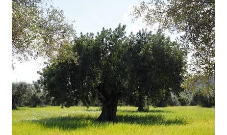 Olivenbaum Baumhoroskop