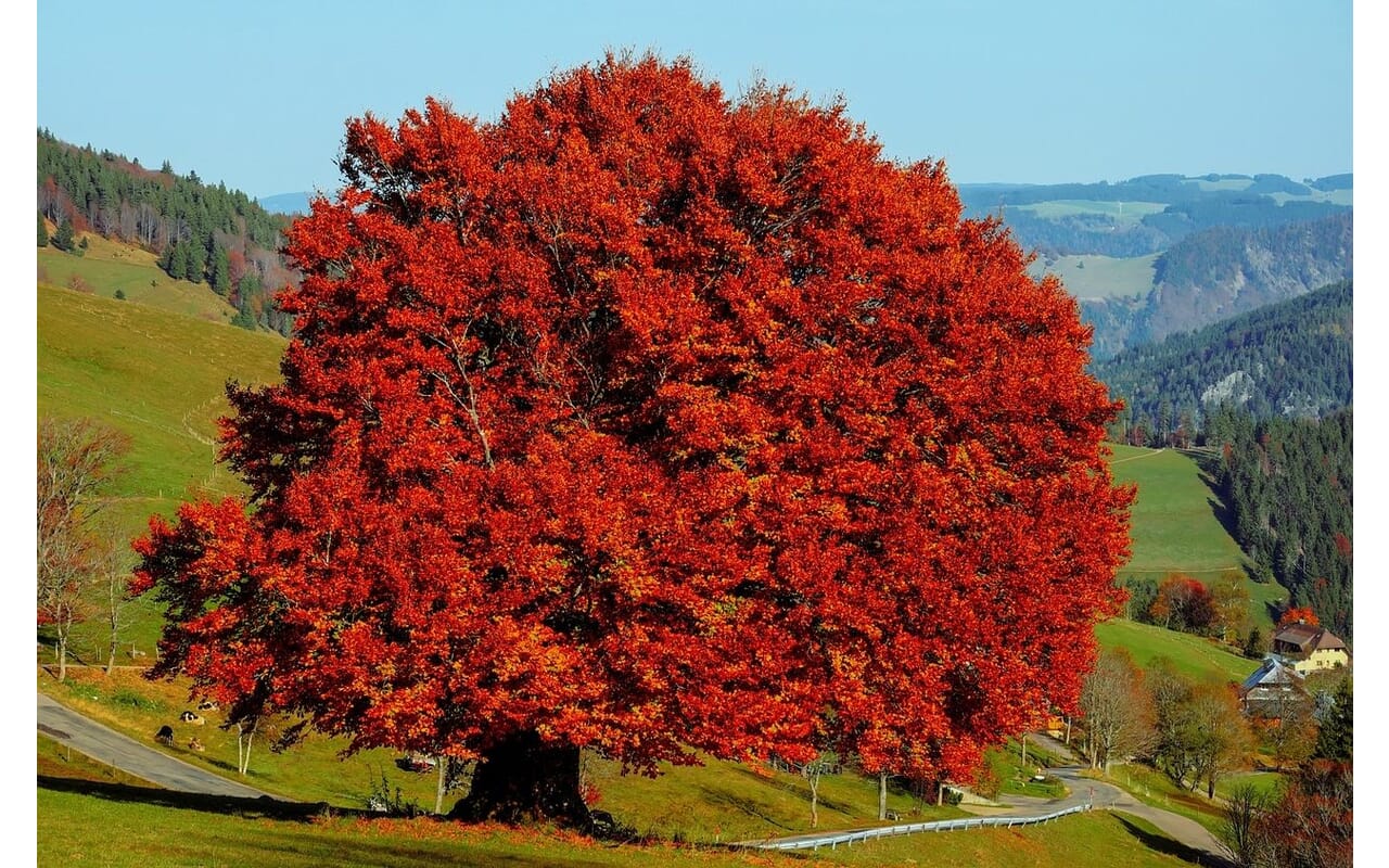 Baumhoroskop: <br>Buche Buche Baumhoroskop