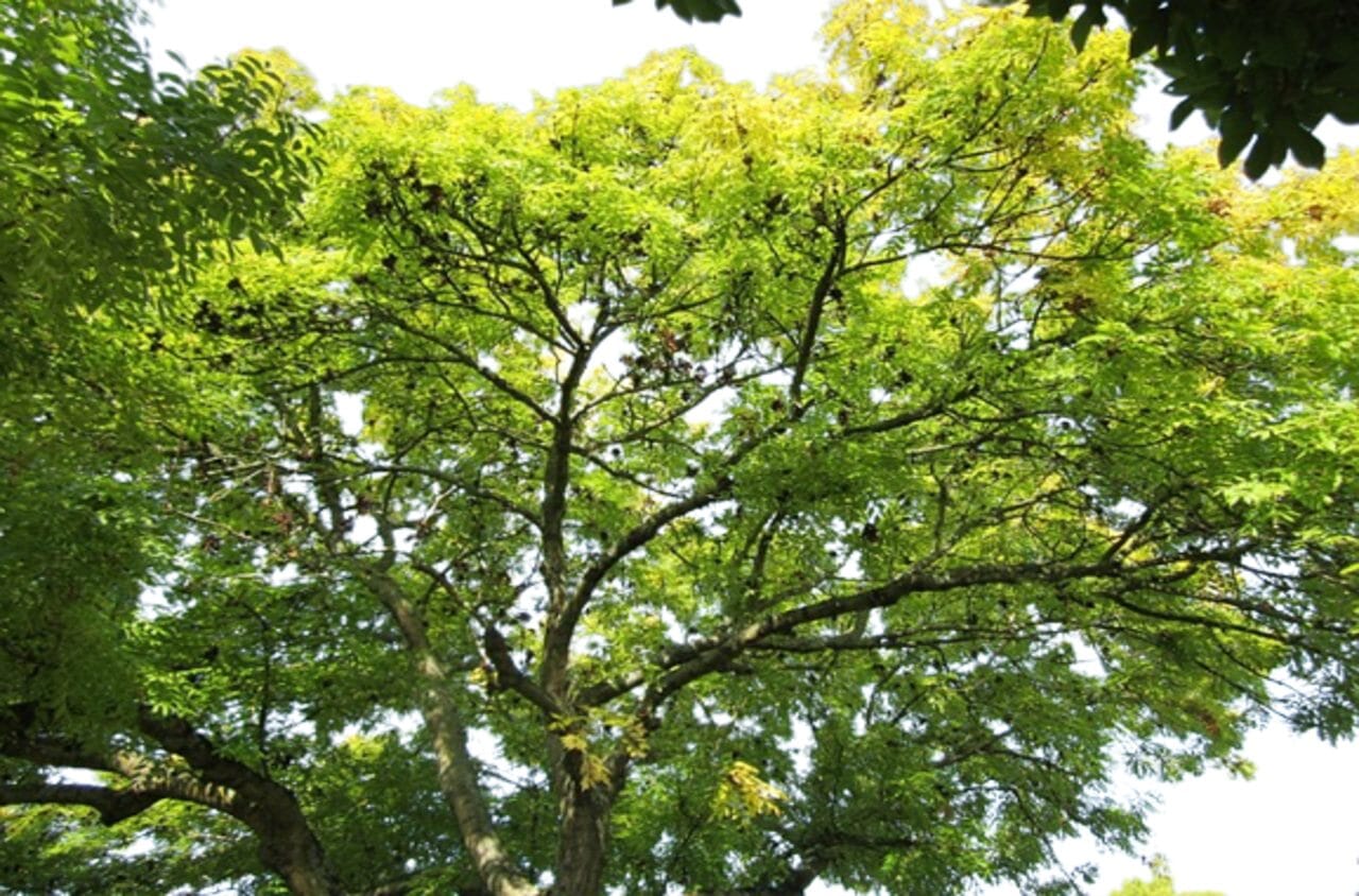 Esche, ätherisches Öl