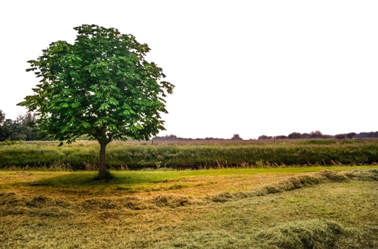 Kastanie Baumhoroskop