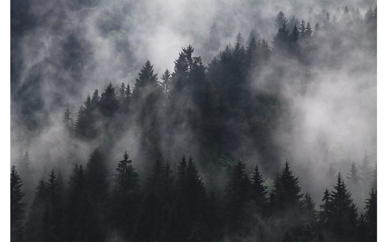 Baumhoroskop: <br>Tanne Tanne Baumhoroskop