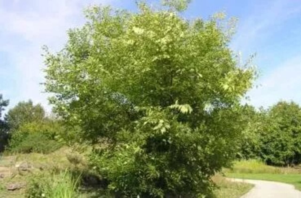 Zürgelbaum Keltisches Baumhoroskop