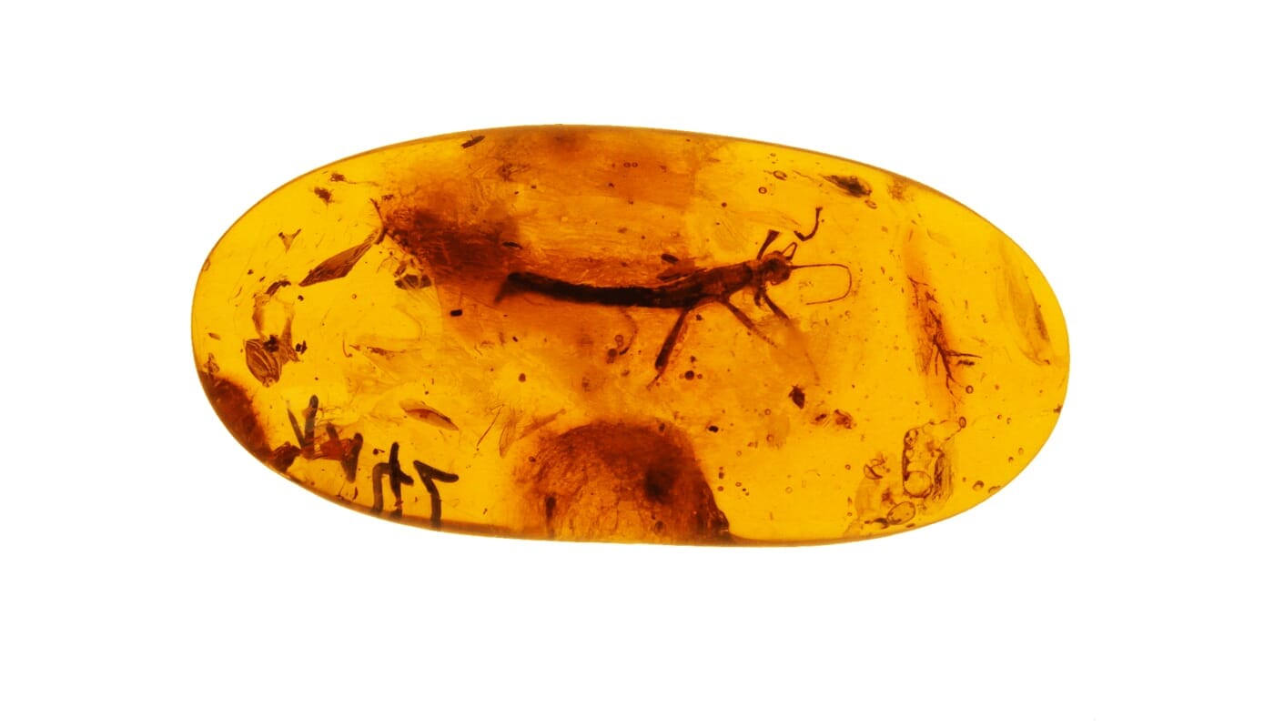 Bernstein – Stein der Lebensfreude und des Optimismus