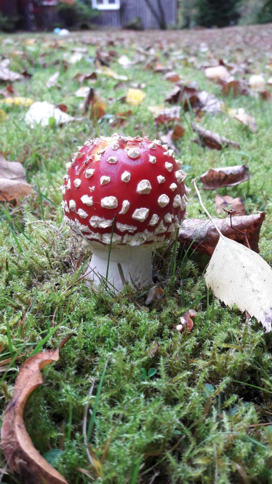 Fliegenpilz 