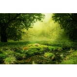 Der Stern-Taler-Shop: It’s magic Ihr keltisches Baumhoroskop